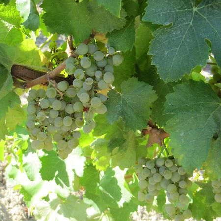 Podere Riosto Cantina&Agriturismo Pianoro Zewnętrze zdjęcie