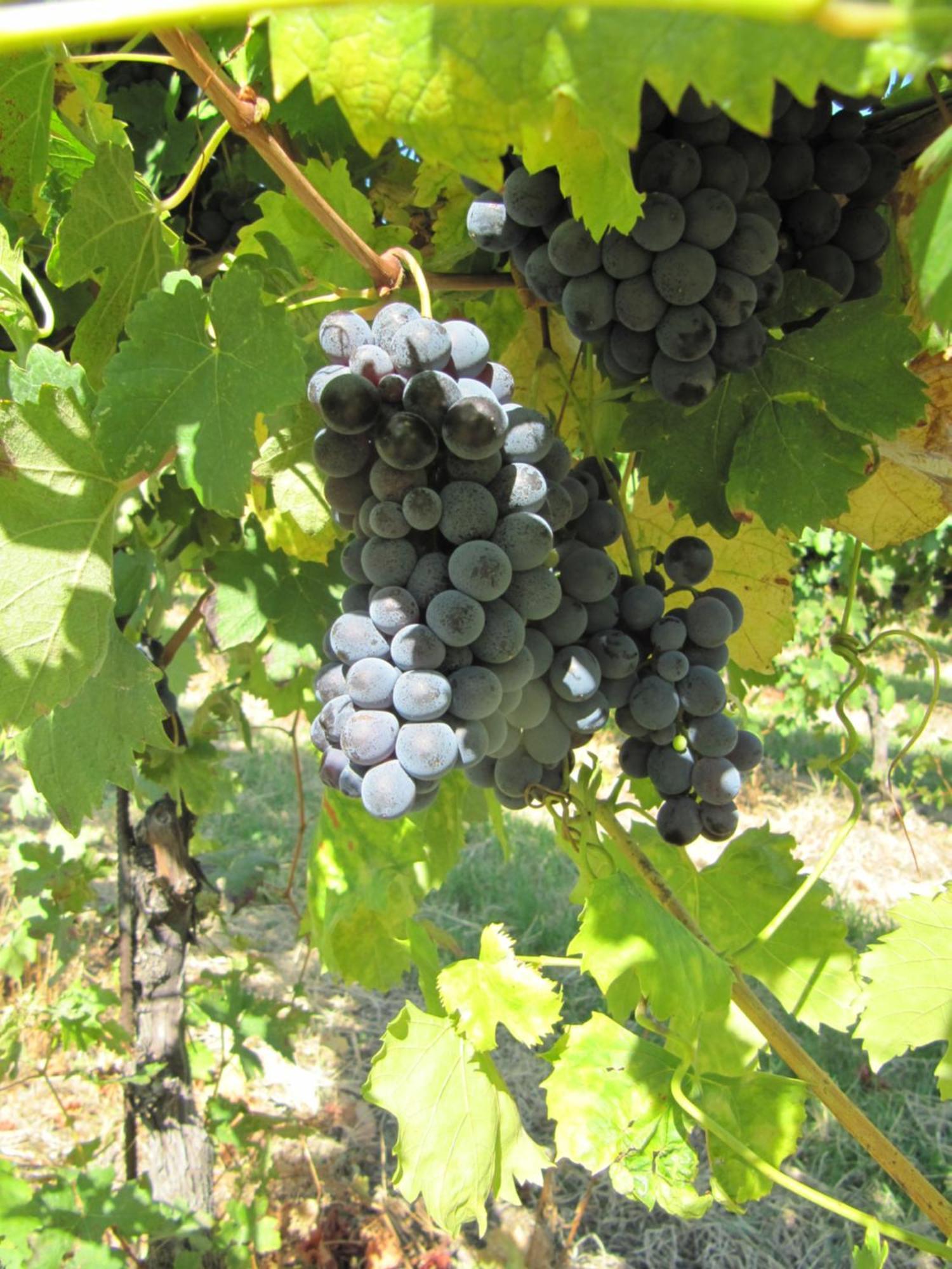 Podere Riosto Cantina&Agriturismo Pianoro Zewnętrze zdjęcie