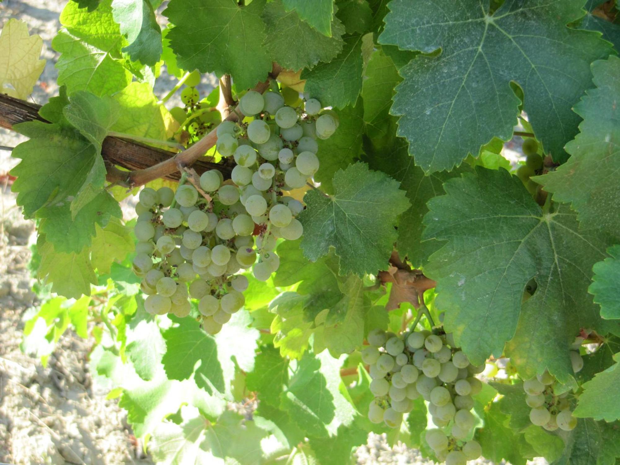 Podere Riosto Cantina&Agriturismo Pianoro Zewnętrze zdjęcie