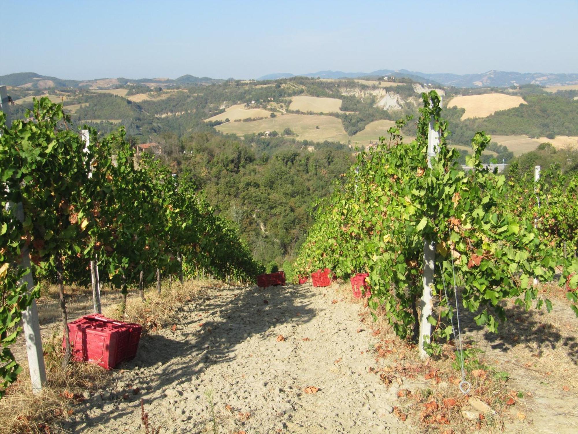 Podere Riosto Cantina&Agriturismo Pianoro Zewnętrze zdjęcie