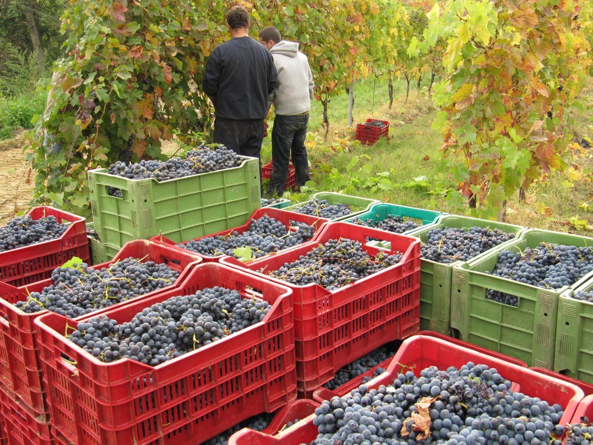 Podere Riosto Cantina&Agriturismo Pianoro Zewnętrze zdjęcie